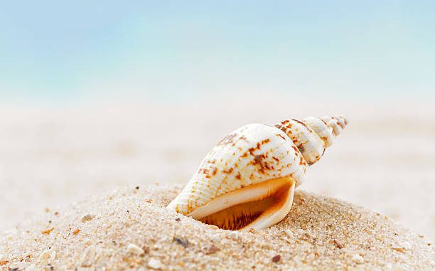 Seashell on sandy beach, blue sky background.